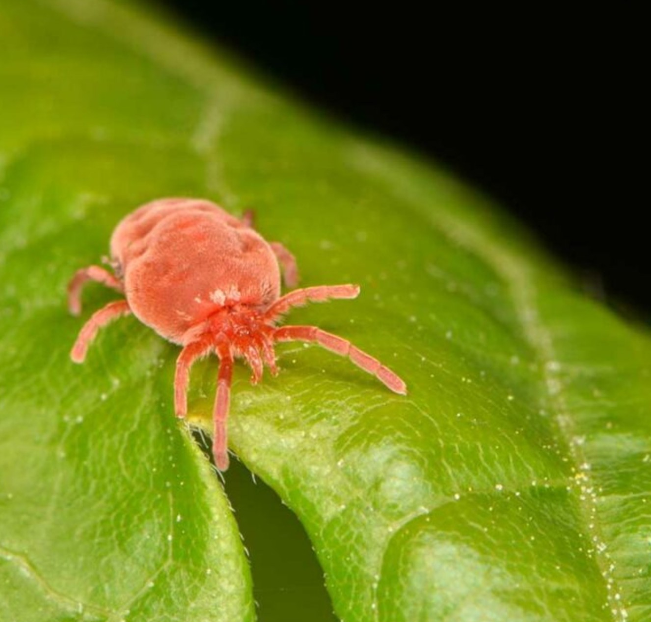 So entfernst du Gasmilben aus deinem Rasen