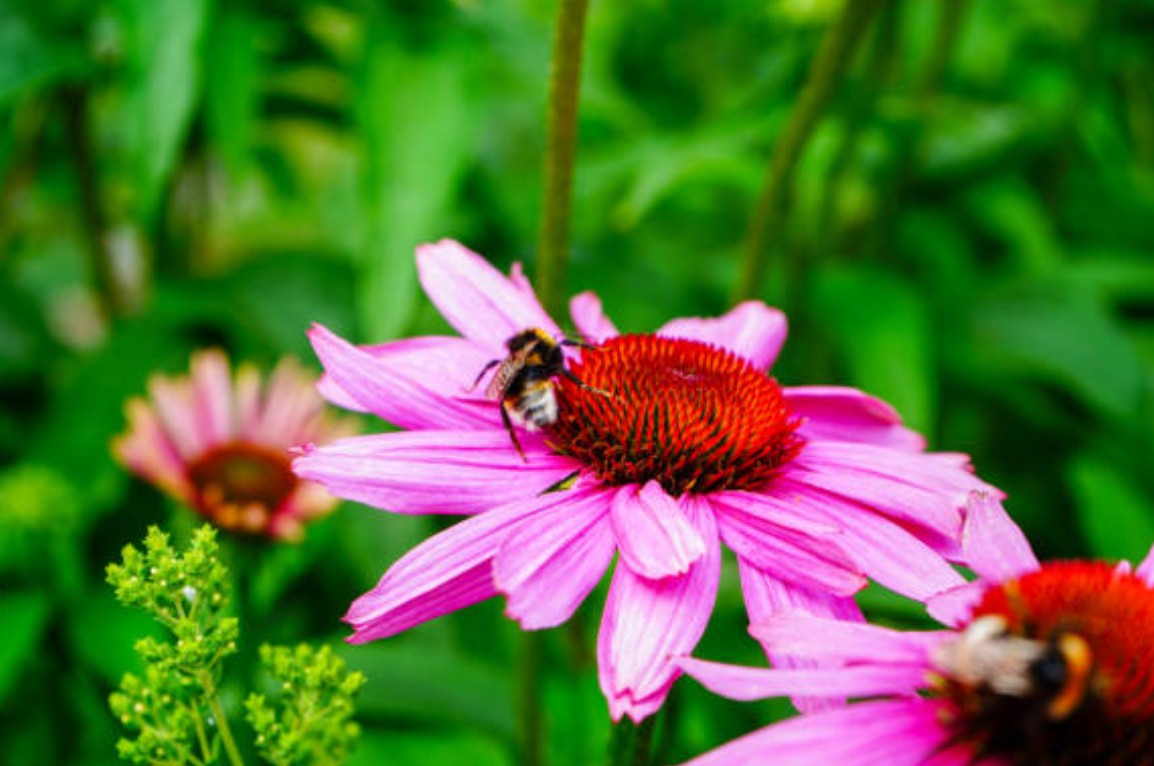 Heimische Pflanzen – Die ideale Wahl für deinen Garten