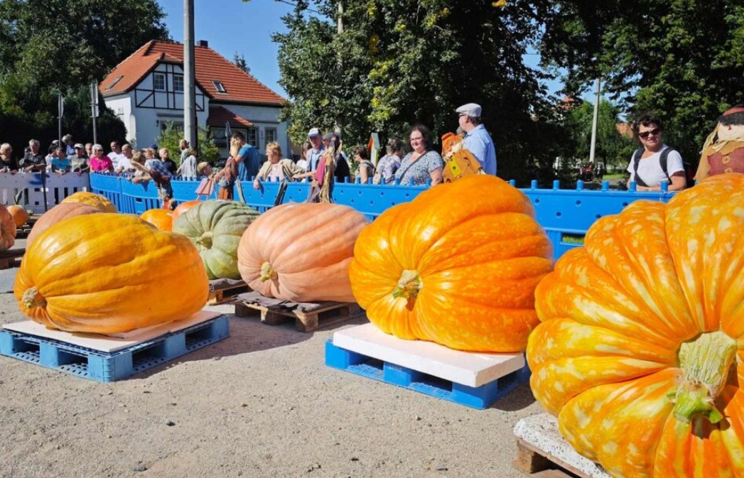 Wie entsteht ein XXL-Kürbis