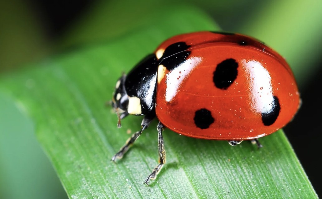 Mehr nützliche Insekten im eigenen Garten fördern