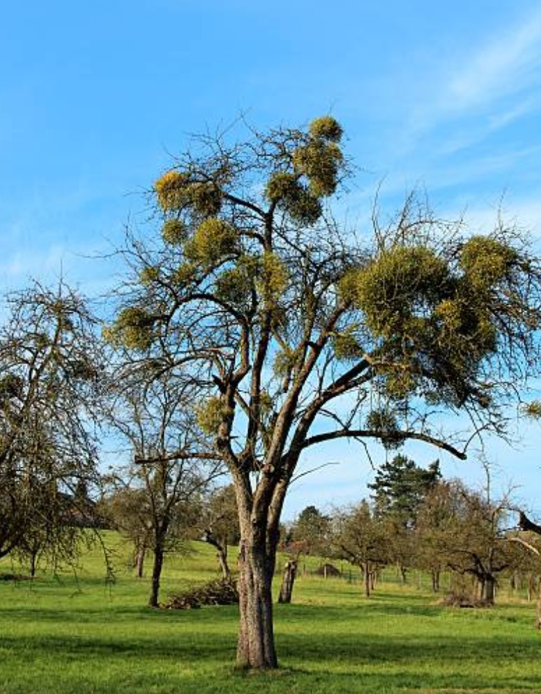 Warum Misteln eine Gefahr für deine Obstbäume sind