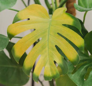 Gelbe Blätter bei deiner Monstera – Schneiden oder nicht?