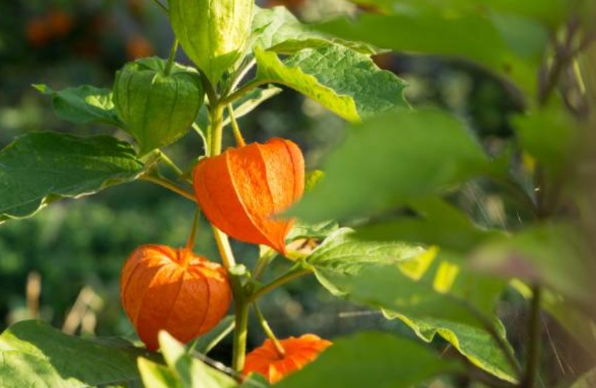 Exotische Früchte selbst im Garten anbauen