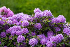 Rhododendron welkt