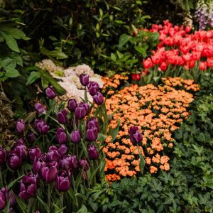 Schnellwachsende Stauden für rasche Erfolge im Garten