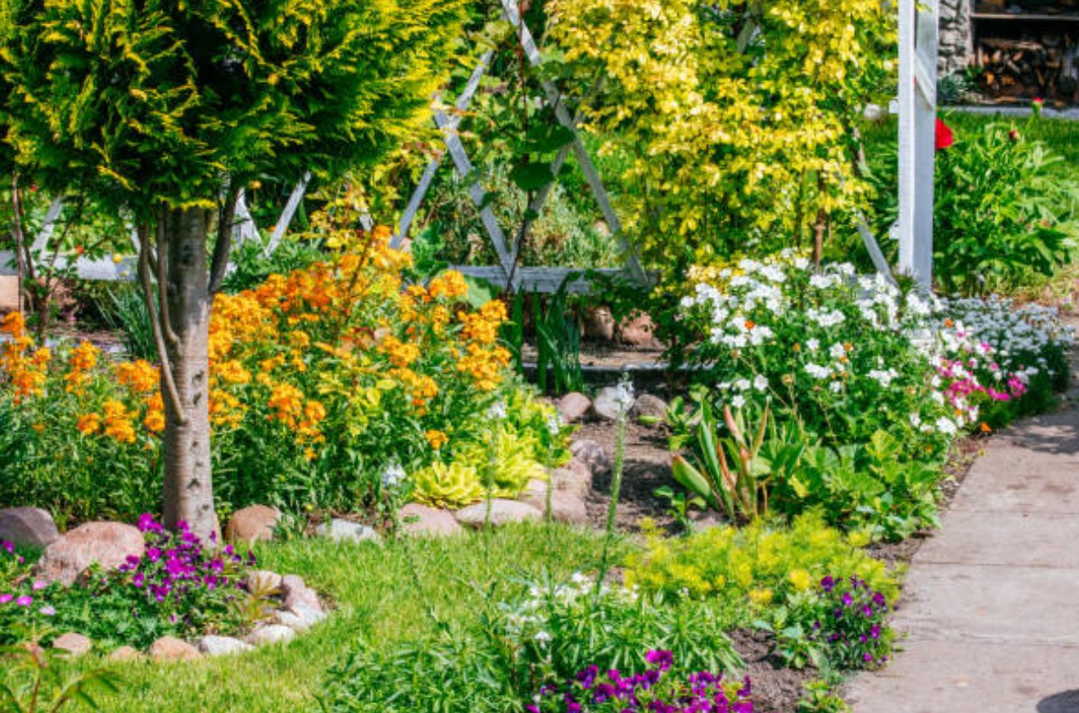 Schnellwachsende Stauden für rasche Erfolge im Garten