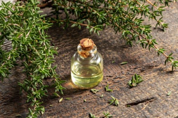 Thymian erfolgreich selber pflanzen – darauf kommt es an