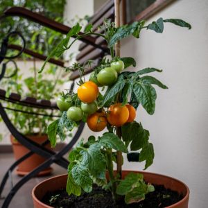 Tomaten auf dem Balkon anbauen