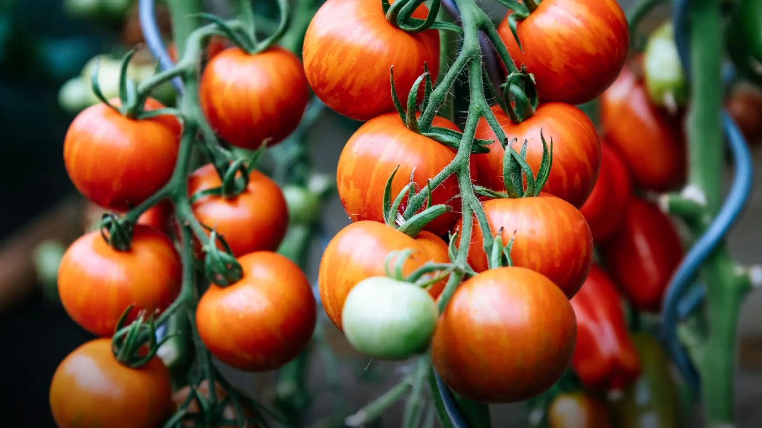 Tomaten auf dem Balkon anbauen
