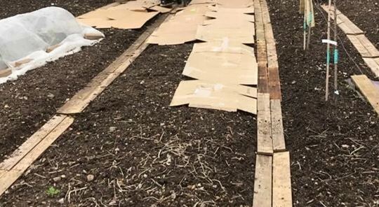 Gärtnern ohne Umgraben