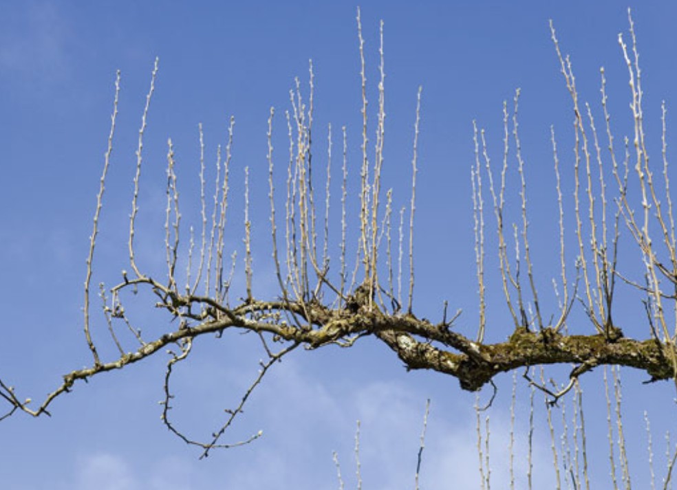 Wasserschosse bei Obstbäumen