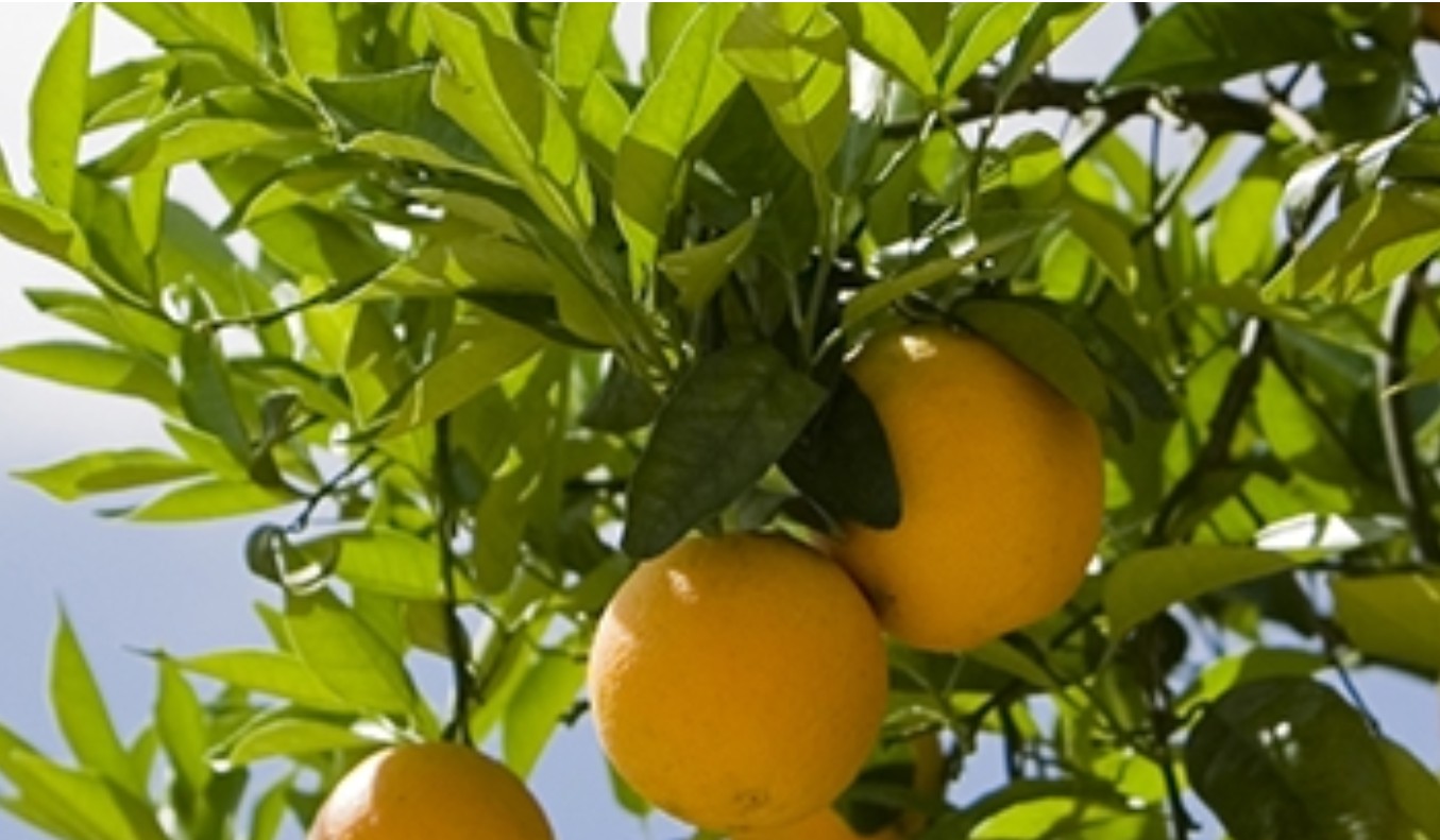 Pflege von Zitruspflanzen: Die besten Tipps für gesundes Wachstum