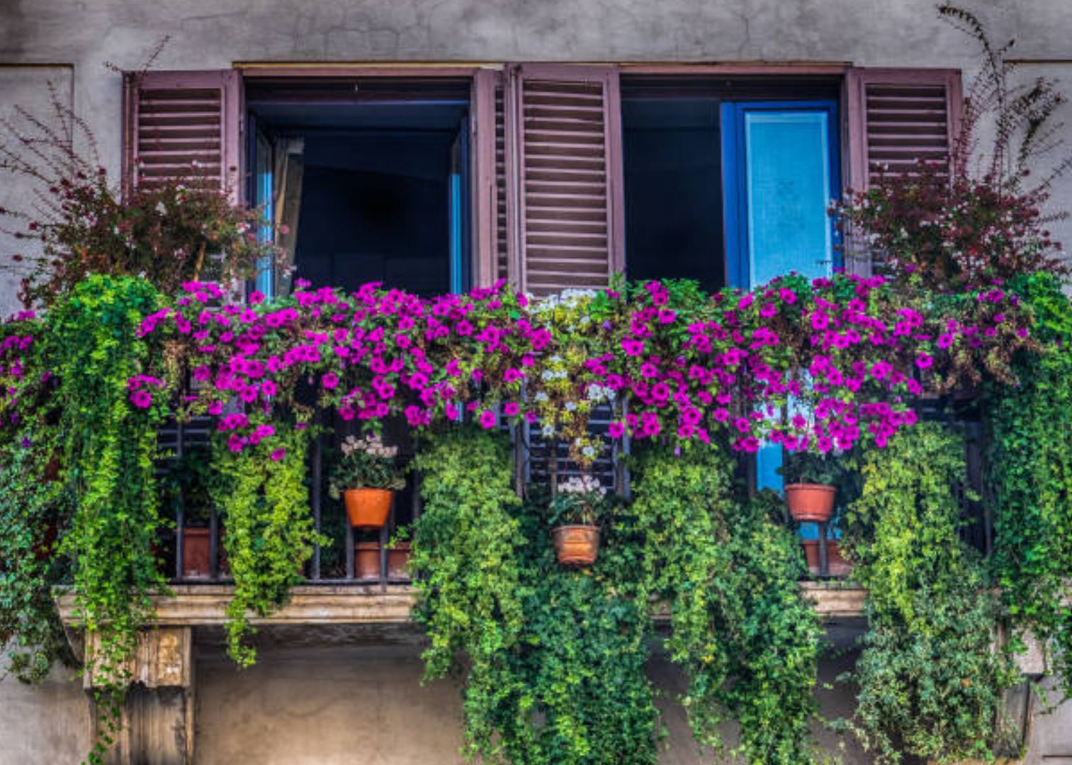 Kletterpflanzen für deinen Balkon