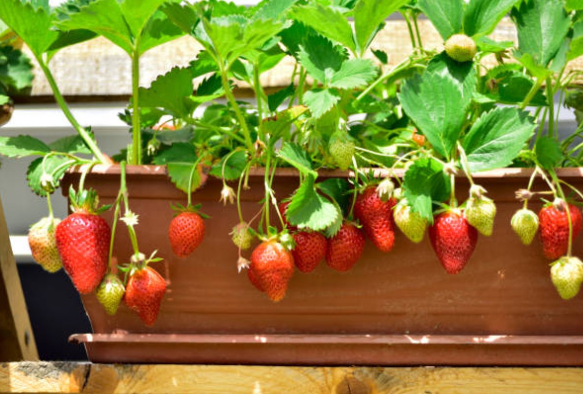 Erdbeeren auf dem Balkon pflanzen