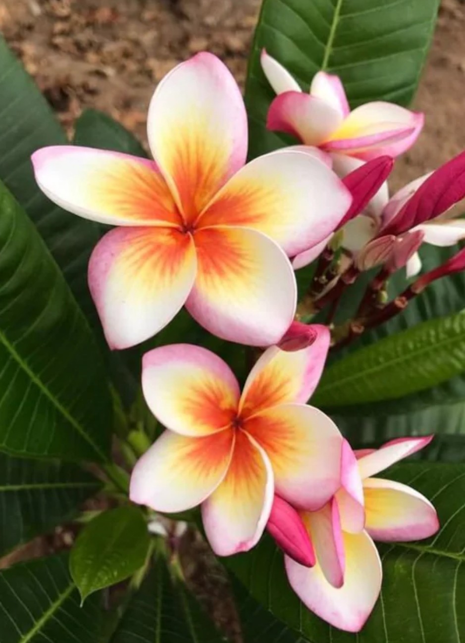 So blüht deine Plumeria sicher Frangipani richtig düngen