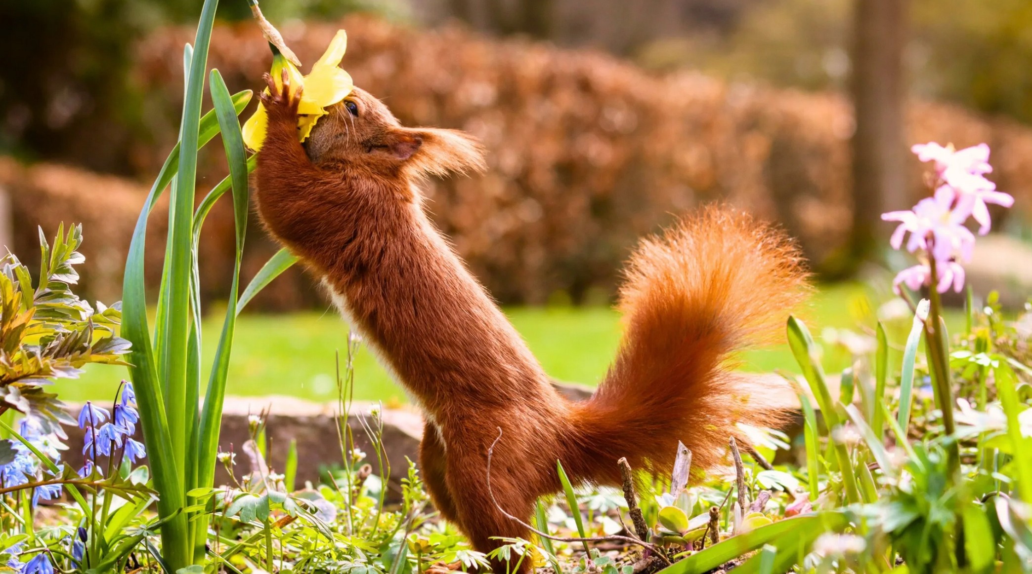 Frühlings-Tipps, die deinen Garten sofort verwandeln