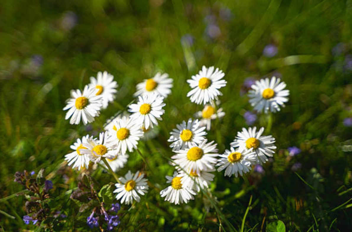 Gänseblümchen im Garten