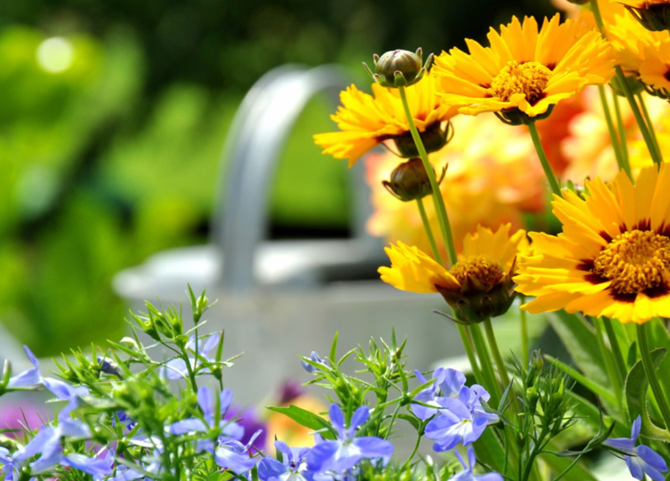 Gartenarbeit im Mai