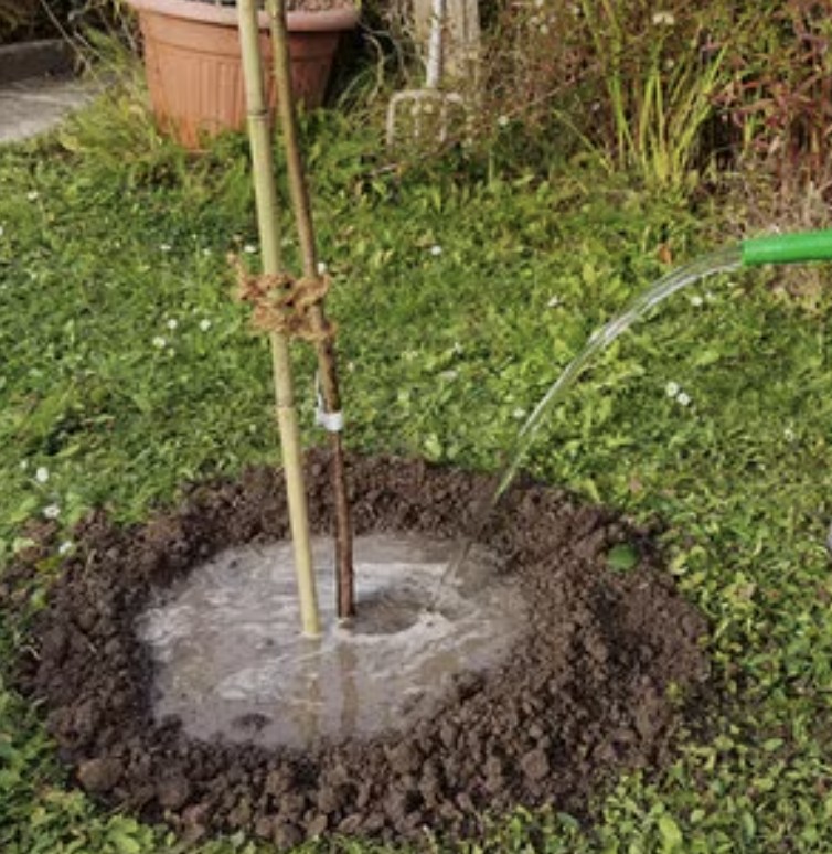 Gießrand im Garten – Einfach und wirkungsvoll