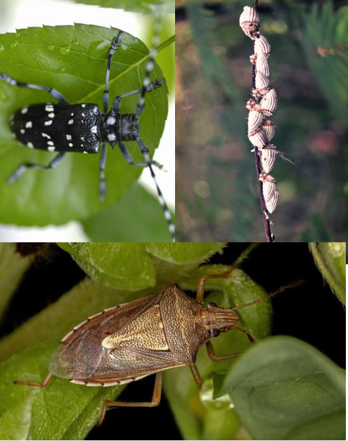 Invasive Insekten erkennen und bekämpfen