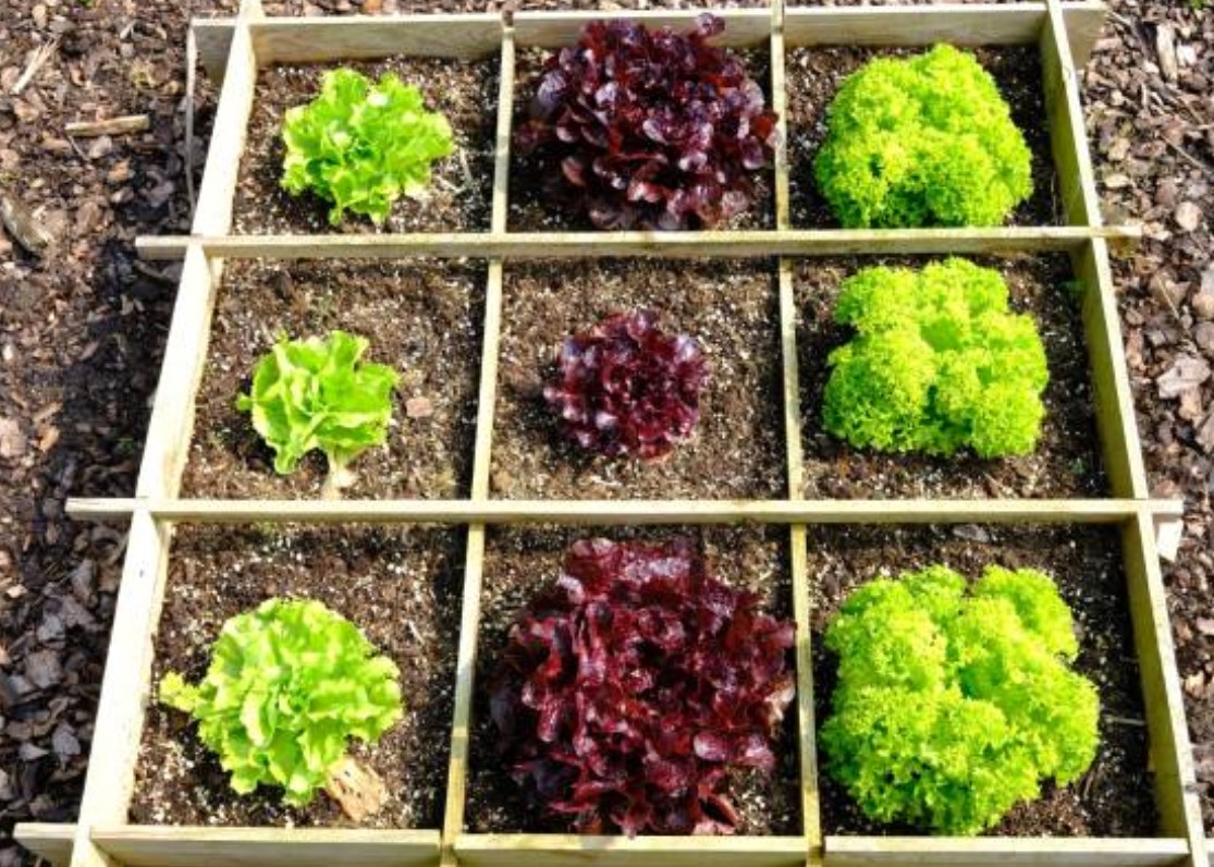 So planst du deinen Gemüsegarten in 6 Schritten