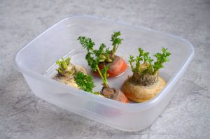 So klappt das Regrowing von Gemüseresten