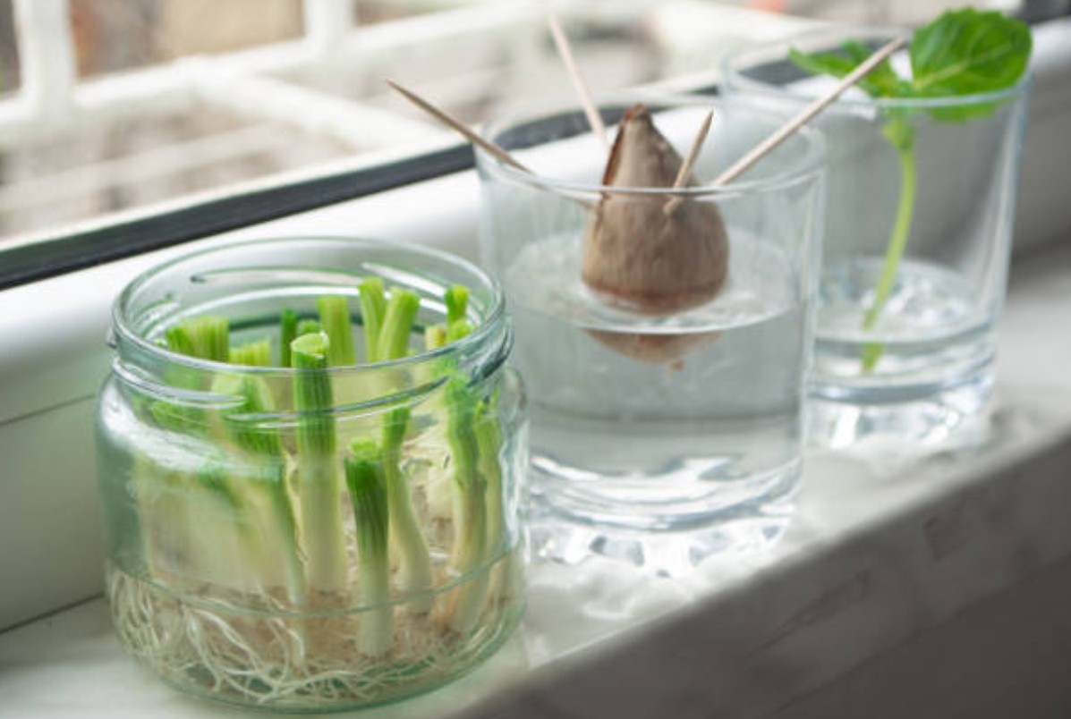 So klappt das Regrowing von Gemüseresten
