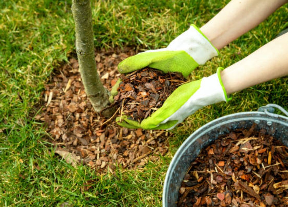 Was ist besser Rindenmulch aus Kiefer oder Pinie?