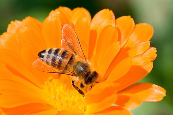 Wenig Aufwand, viele Bienen – Diese 5 Blumen säen sich selbst aus