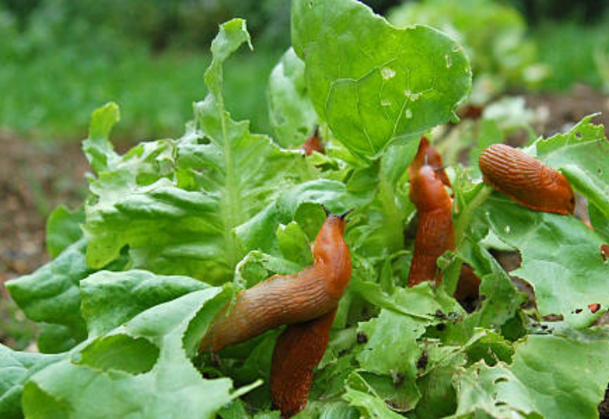 Schnecken aus dem Hochbeet fernhalten