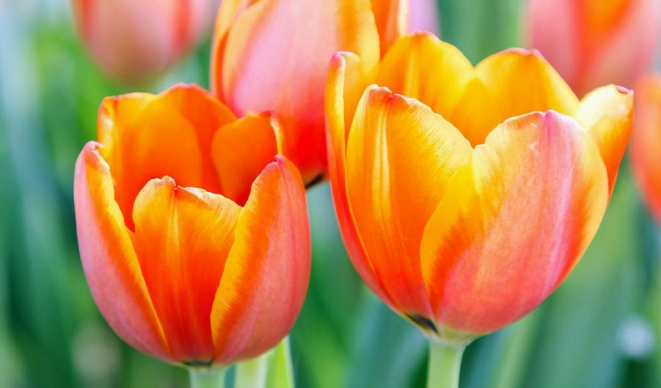 Jetzt wichtig bei Tulpen Verblühtes entfernen – sonst blühen sie nächstes Jahr schwach