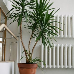 Yucca-Palme: Pflegeleichte Exotin für dein Zuhause