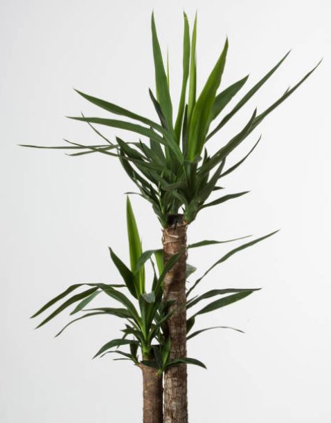 Yucca-Palme: Pflegeleichte Exotin für dein Zuhause