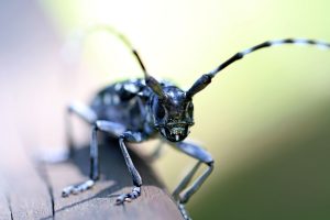 Achtung beim Ahornkauf: Zitrusbockkäfer, ein gefräßiger eingewanderter Schädling!