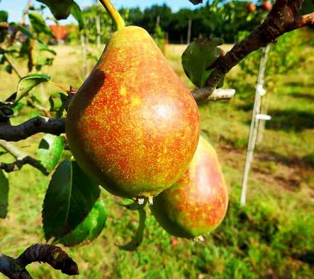 Birnbaum: Krankheiten und Schädlinge erkennen und handeln