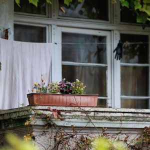 Blumenkästen über den Winter gerettet? Jetzt ist Pflegezeit!