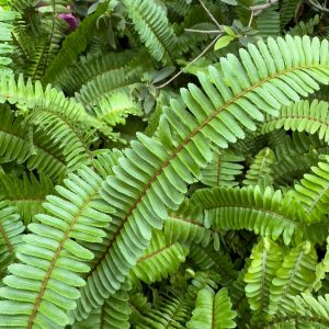 Der Schwertfarn-Fehler, den fast alle machen (Nephrolepis)