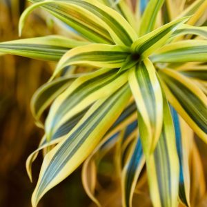 Drachenbaum Sunray – warum ihn so viele wollen | Dracaena marginata