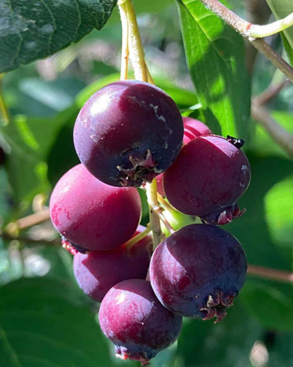 Felsenbirnen Marzipan-Aroma aus deinem Garten