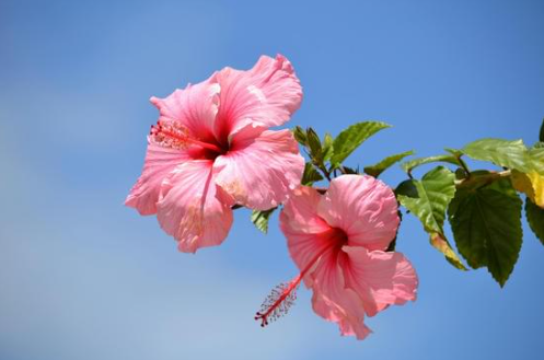 Riesen-Hibiskus Die größte Blüte für deinen Garten