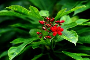 Jatropha verjüngen