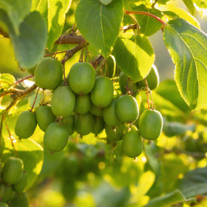 Kiwi-Beere pflanzen – Mini-Kiwi richtig setzen, pflegen & ernten