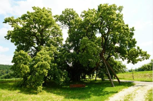Die Winterlinde – der vergessene Baum der Liebe