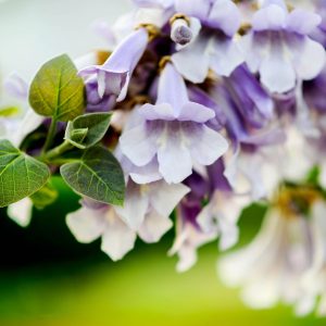 Paulownia (Blauglockenbaum) – Mythos aufgedeckt Das ist wirklich dran
