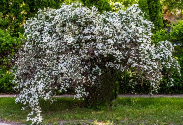 Perlenstrauch (Exochorda) – eine Pflanze, die völlig unterschätzt wird