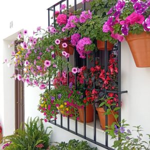 Pflanzen für die Sommerhitze auf den Südbalkon