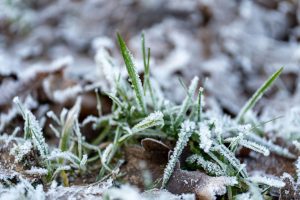 Rasenpflege im Winter – Hast du deinem Rasen schon seine „Winter‑Vitamine“ gegeben?
