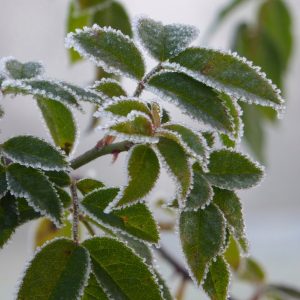 Rettet eure Pflanzen vor Frost – Schutz für kalte Nächte