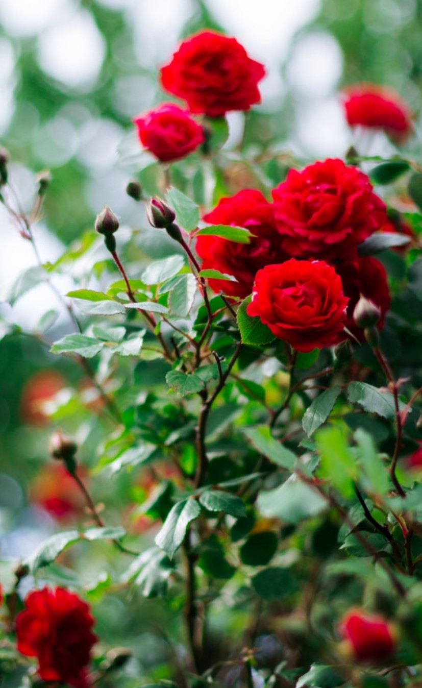 Rosenkrankheiten jetzt vorbeugen Mehltau, Rosenrost & Sternrußtau