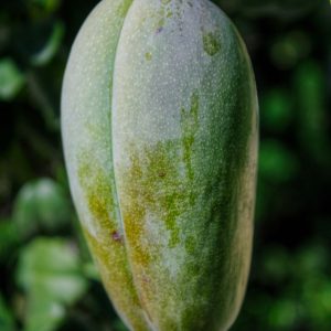 Schmeckt wie Mango Asimina triloba – wächst auch bei –20 °C im Garten